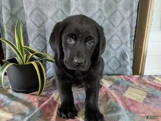 Labrador Retriever dogs Rudy - Ad 8