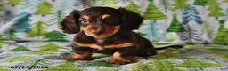 Miniature Dachshund dogs for sale: Rowdy - Ad 4