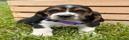Basset Hound dogs for sale: Isabella - Ad 9
