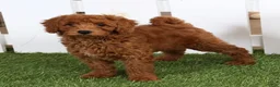 Cavapoo dogs for sale: Scotty - Ad 4