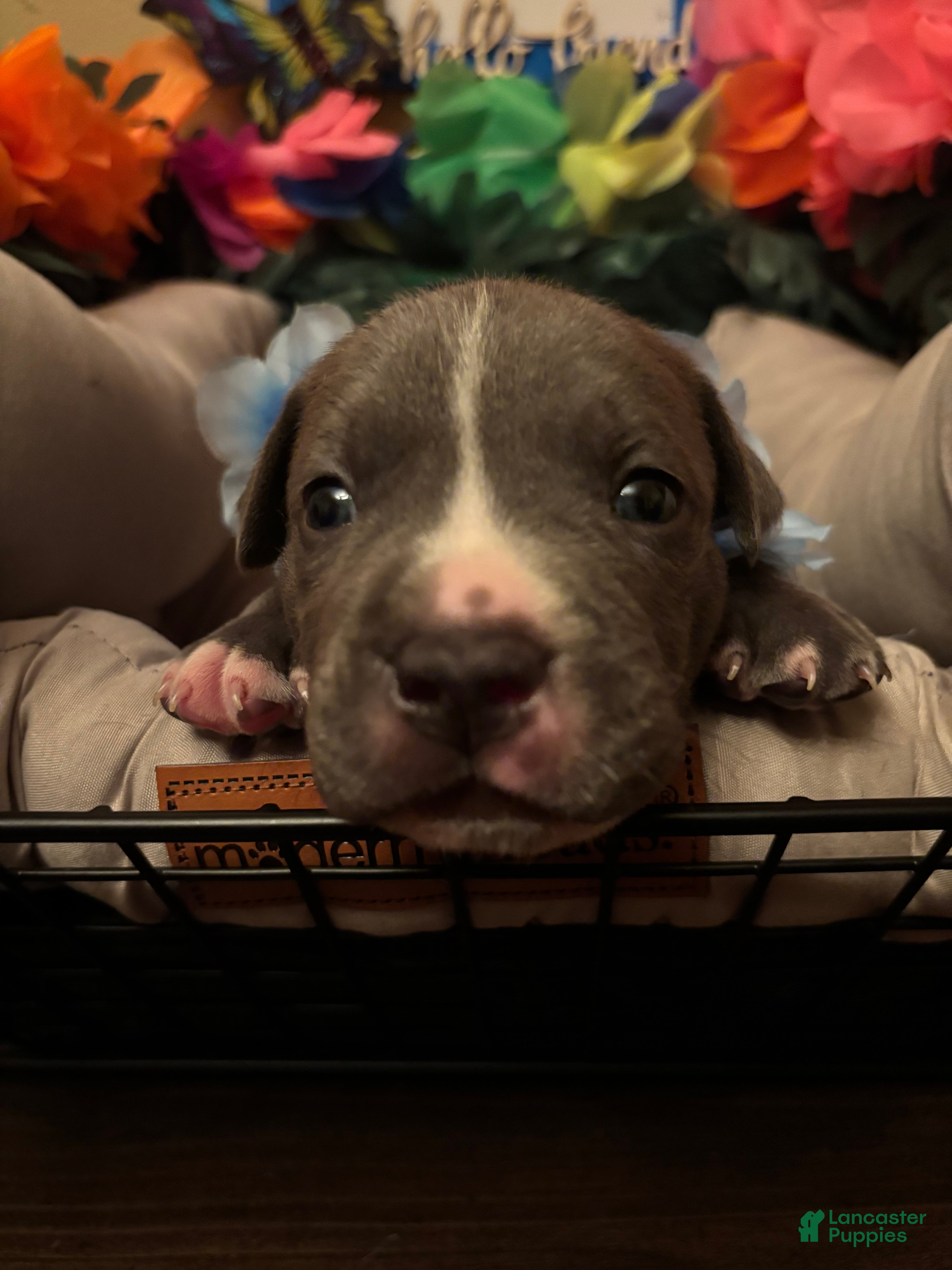 Mixed Breed dogs Mixed Breed 5 - Ad 15
