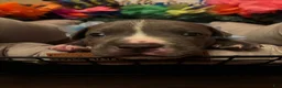 Mixed Breed dogs for sale: Mixed Breed 5 - Ad 1