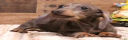 Miniature Dachshund dogs for sale: Sparrow blue/tan wirehair female - Ad 3