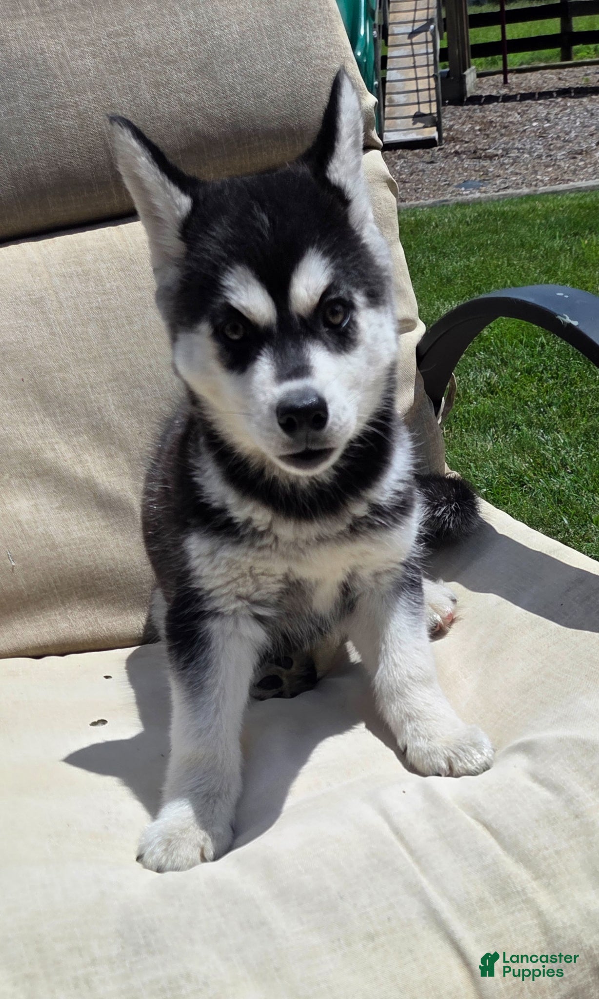 Siberian Husky dogs Callie - Ad 2
