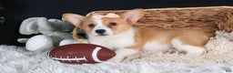 Welsh Corgi Pembroke dogs for sale: Iris - Ad 8