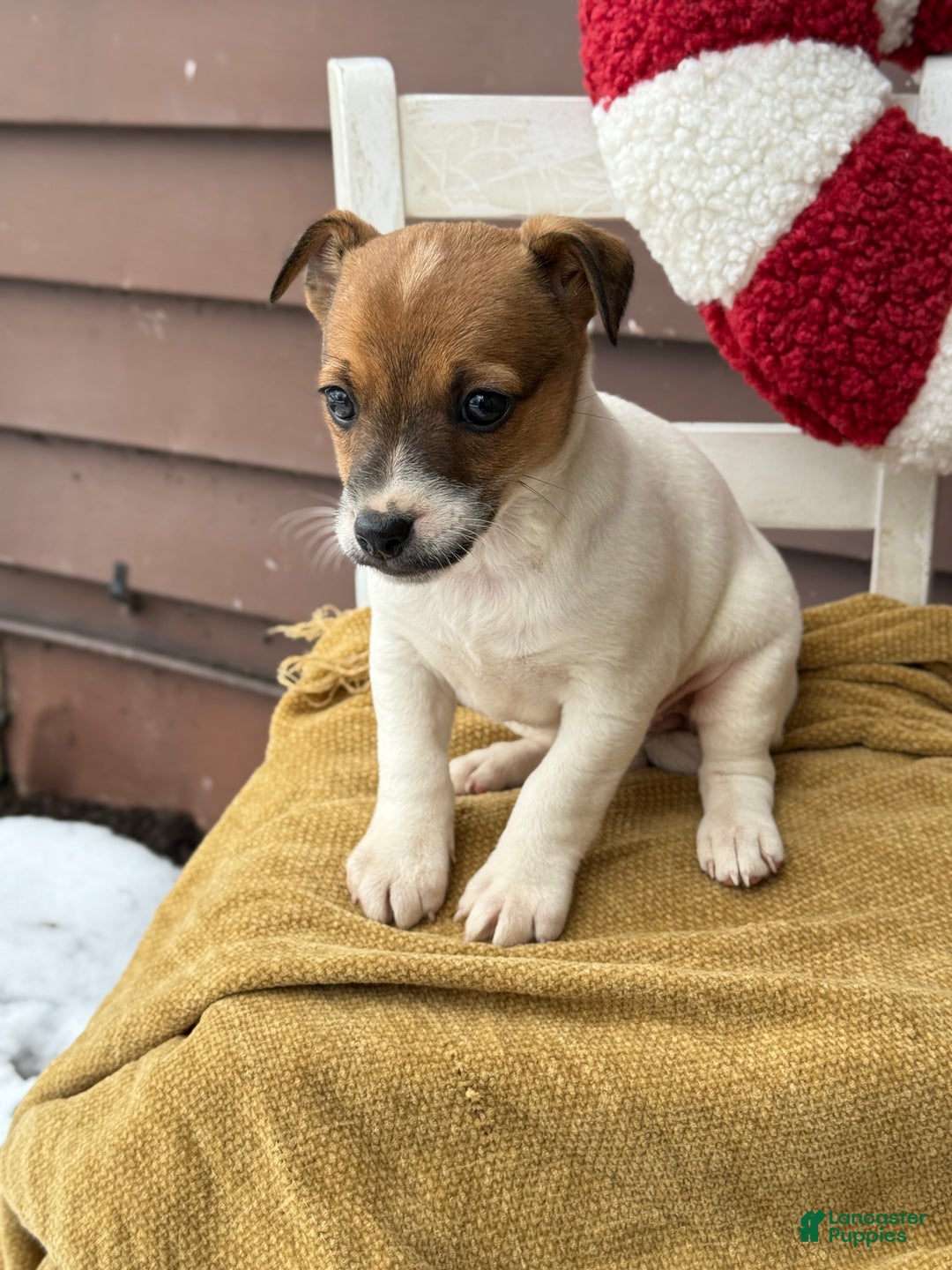 Jack Russell Terrier dogs for sale: Jojo - Ad 4