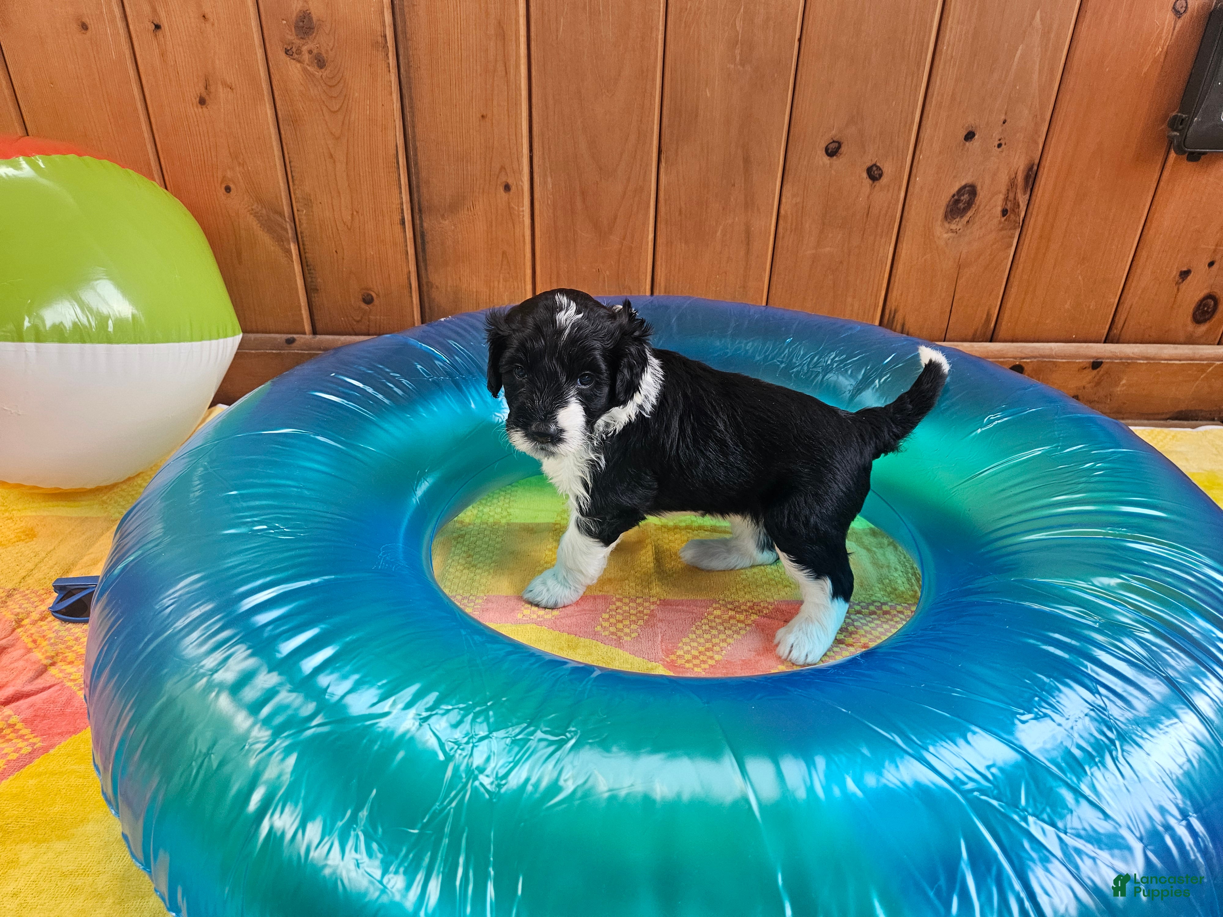 Portuguese Water Dog dogs Princess - Ad 25