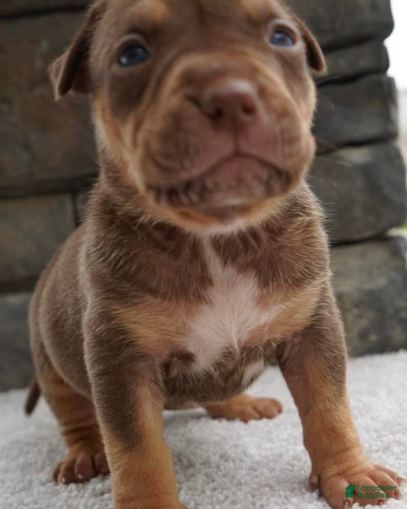 American Bully dogs Girl 2 - Ad 14
