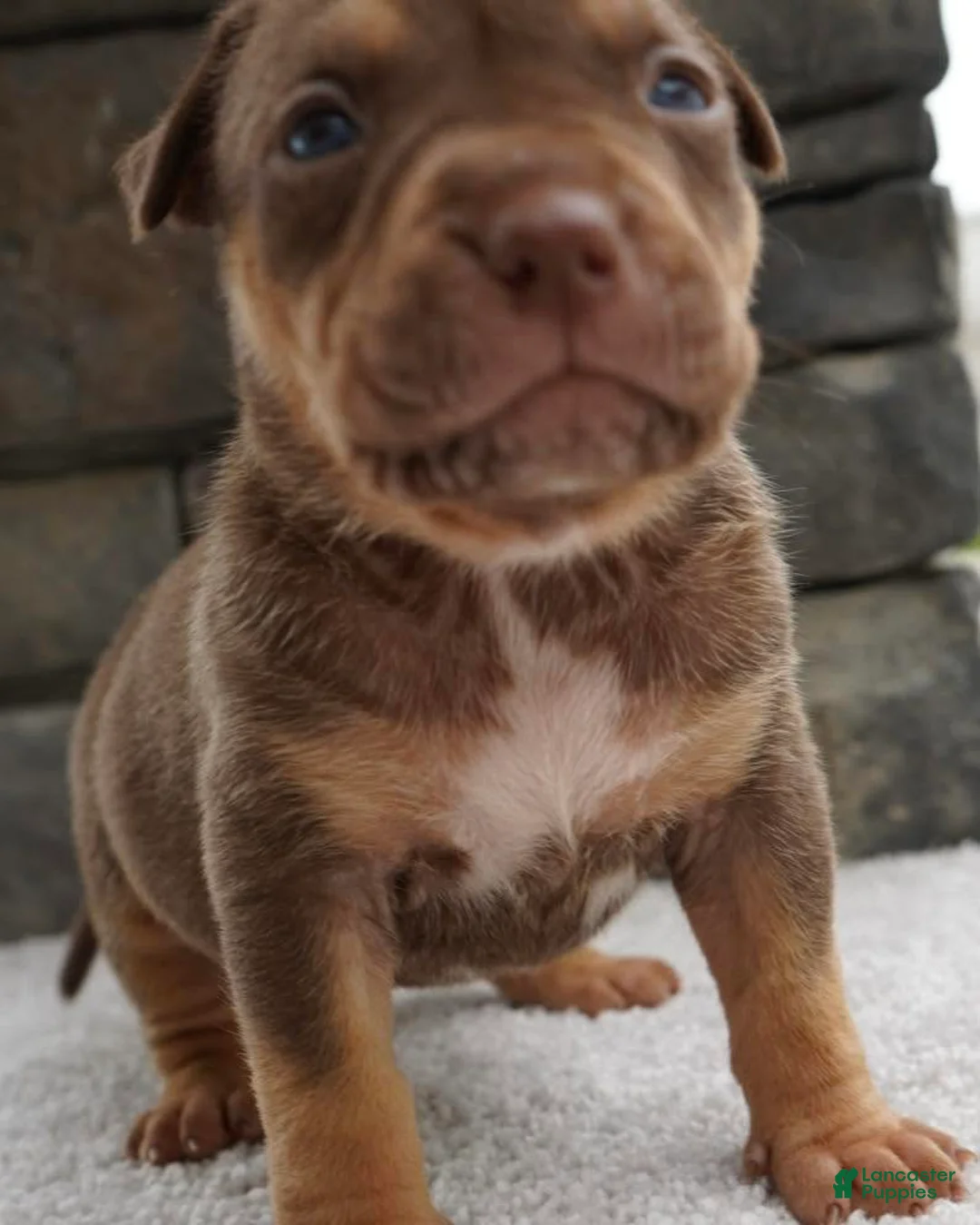 American Bully dogs for sale: Girl 2 - Ad 1