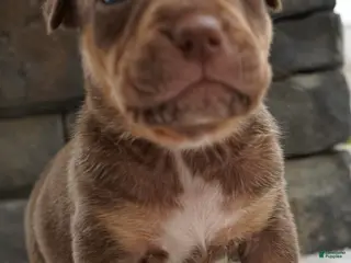American Bully dogs Girl 2 - Ad 14
