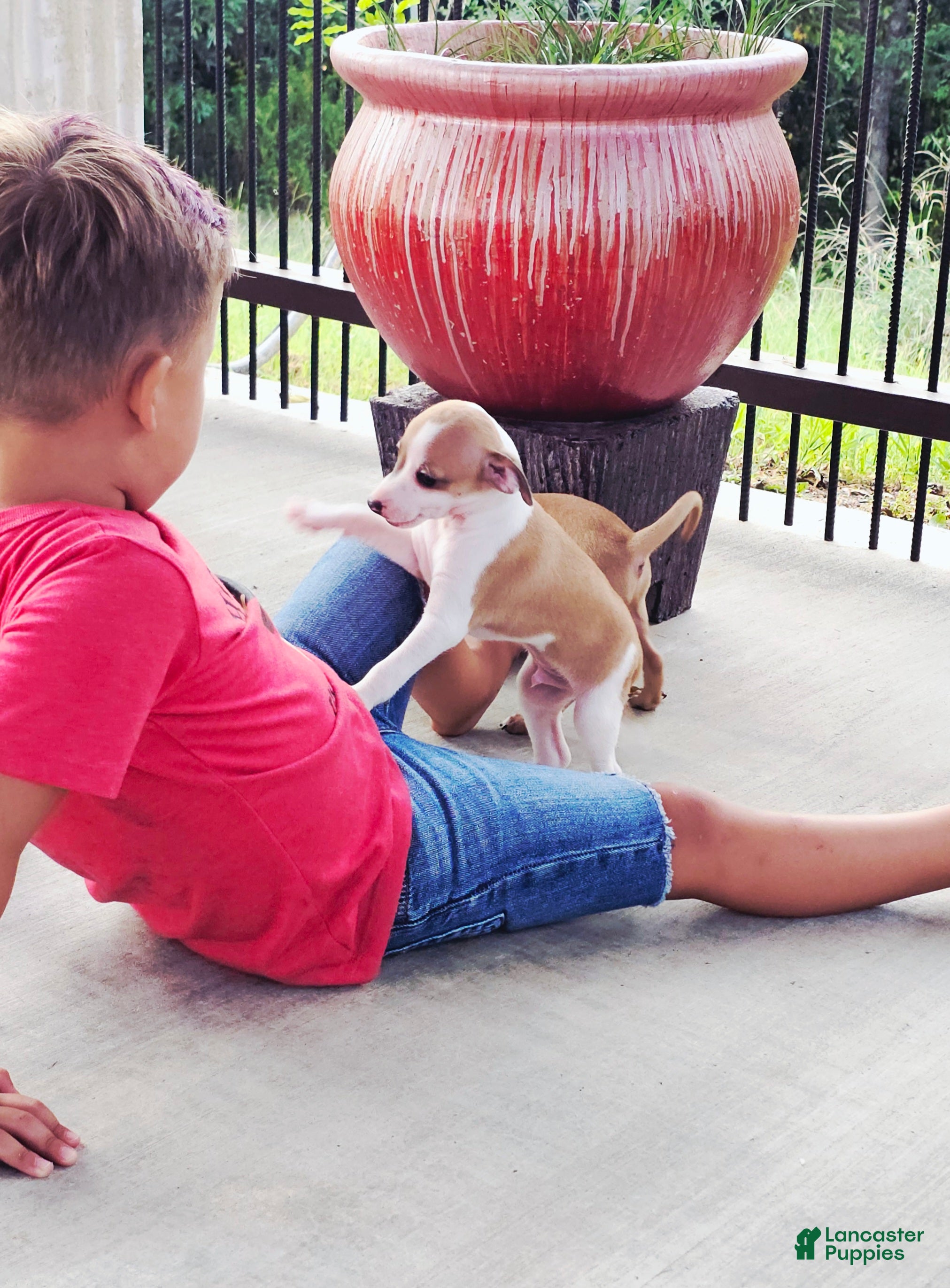 Italian Greyhound dogs Sevyn - Ad 2