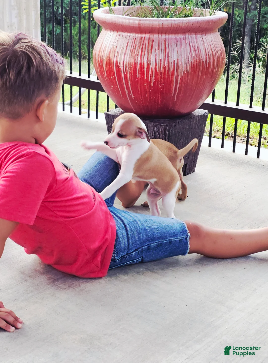 Italian Greyhound dogs for sale: Sevyn - Ad 2