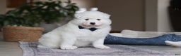 Samoyed dogs for sale: Alvin - Ad 3