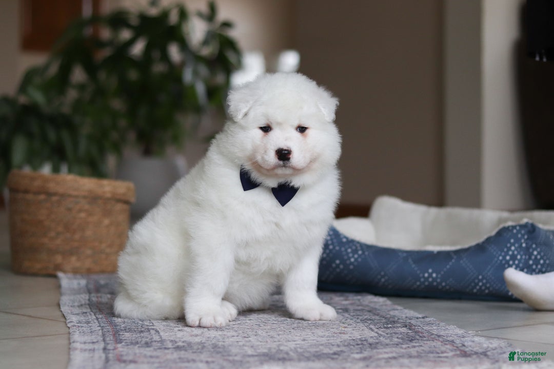 Samoyed dogs for sale: Alvin - Ad 3