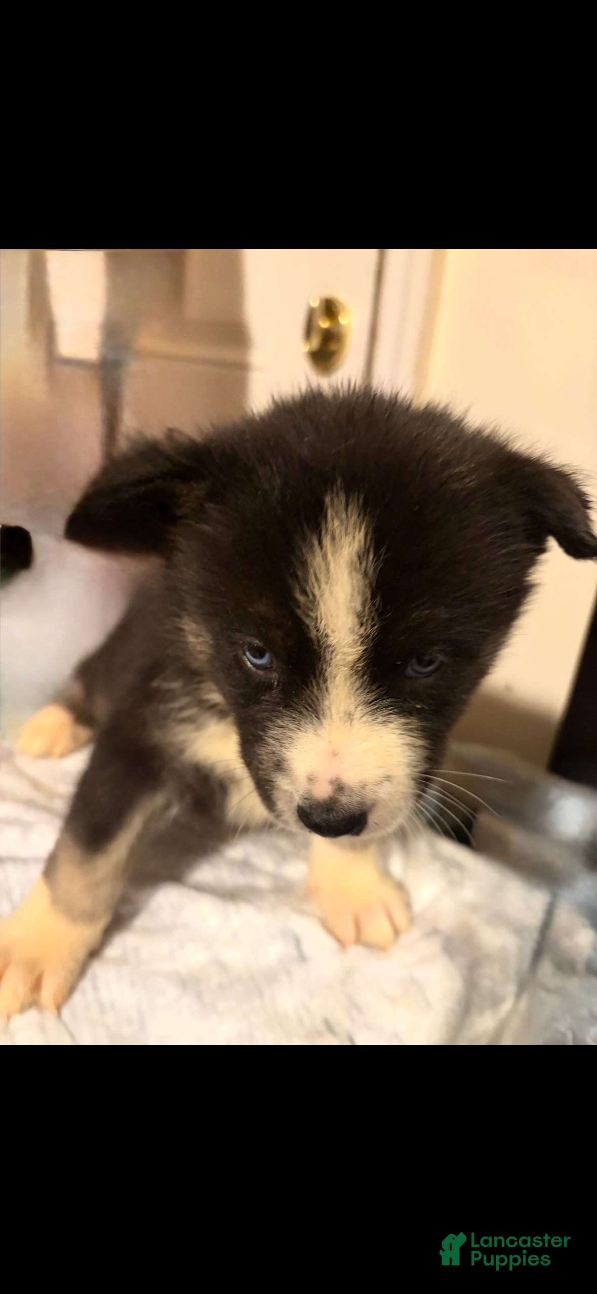 Mixed Breed dogs cash  - Ad 2