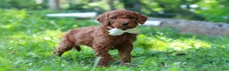 Standard Poodle dogs for sale: Janelle AKC - Ad 3