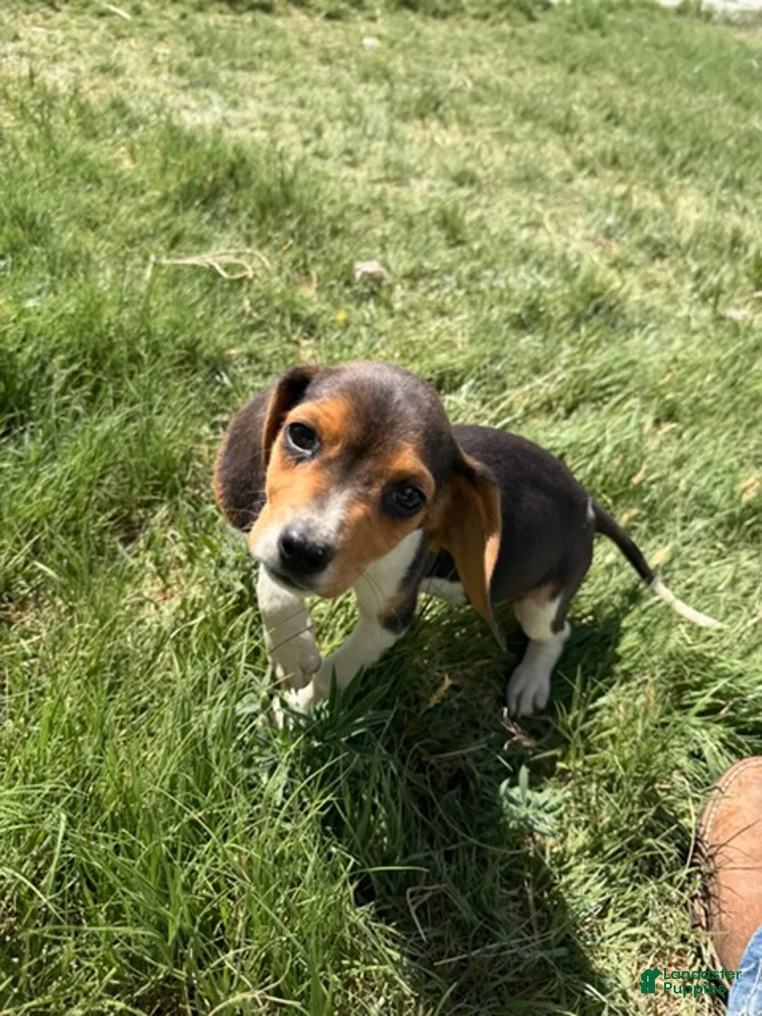 Beagle dogs for sale: Boy 2 - Ad 1