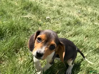 Beagle dogs Boy 2 - Ad 6