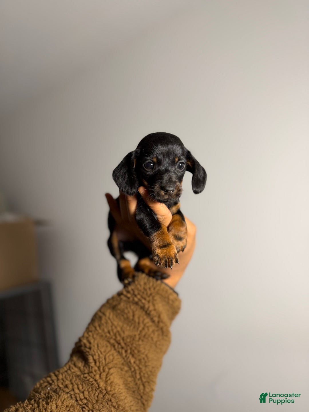 Miniature Dachshund dogs for sale: Riley - Ad 2