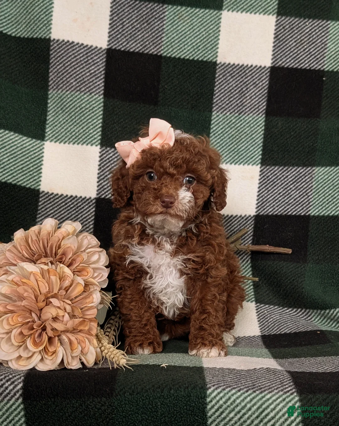 Mixed Breed dogs for sale: Helene 10 lbs Full Grown - Ad 6