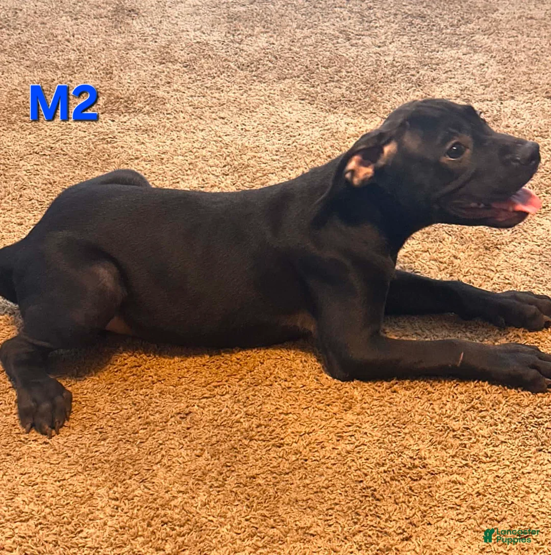 Mixed Breed dogs for sale: Male 2 - Ad 2