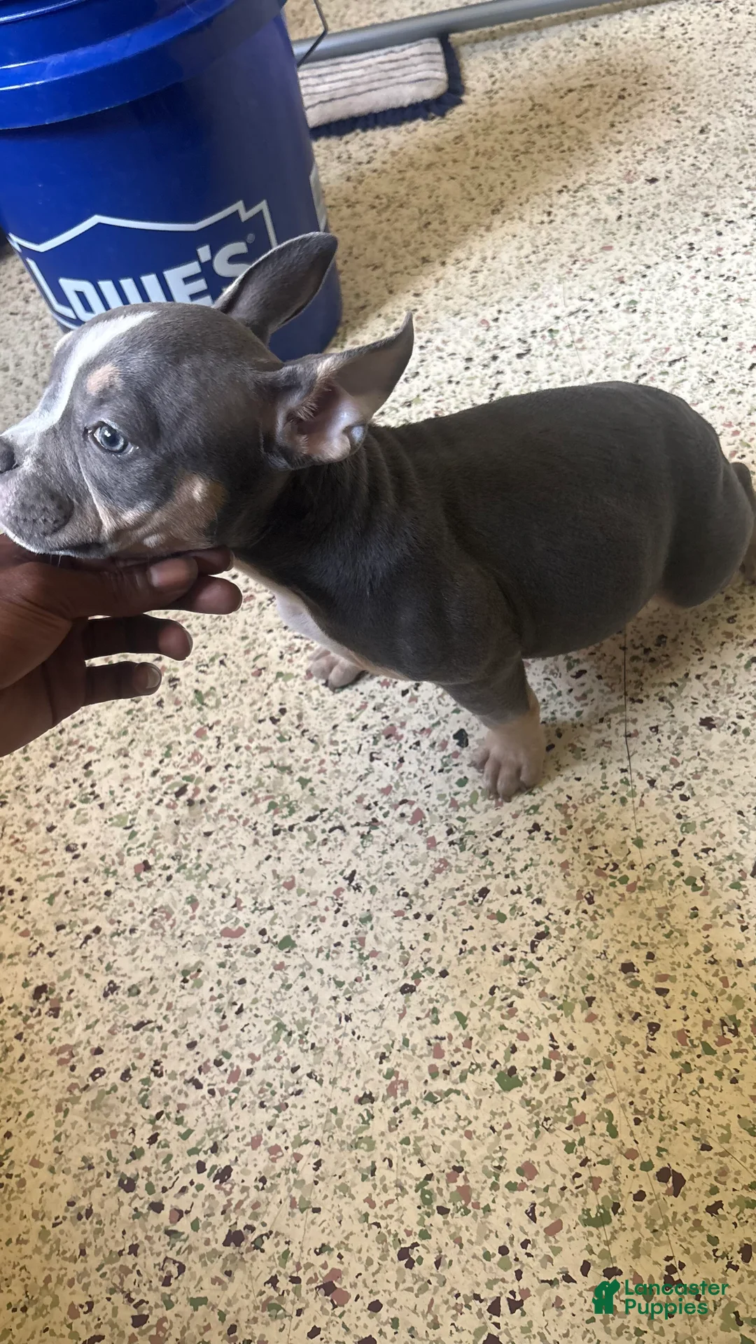 American Bully dogs for sale: American Bully Puppy 2 - Ad 2