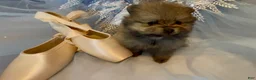 Pomeranian dogs for sale: Biscotti - Ad 7