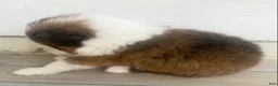 Shetland Sheepdog dogs for sale: Seamus - Ad 6