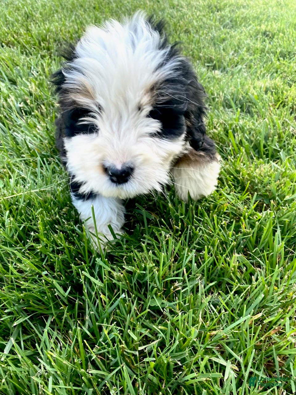 Bernedoodle dogs Cream - Male - Ad 2