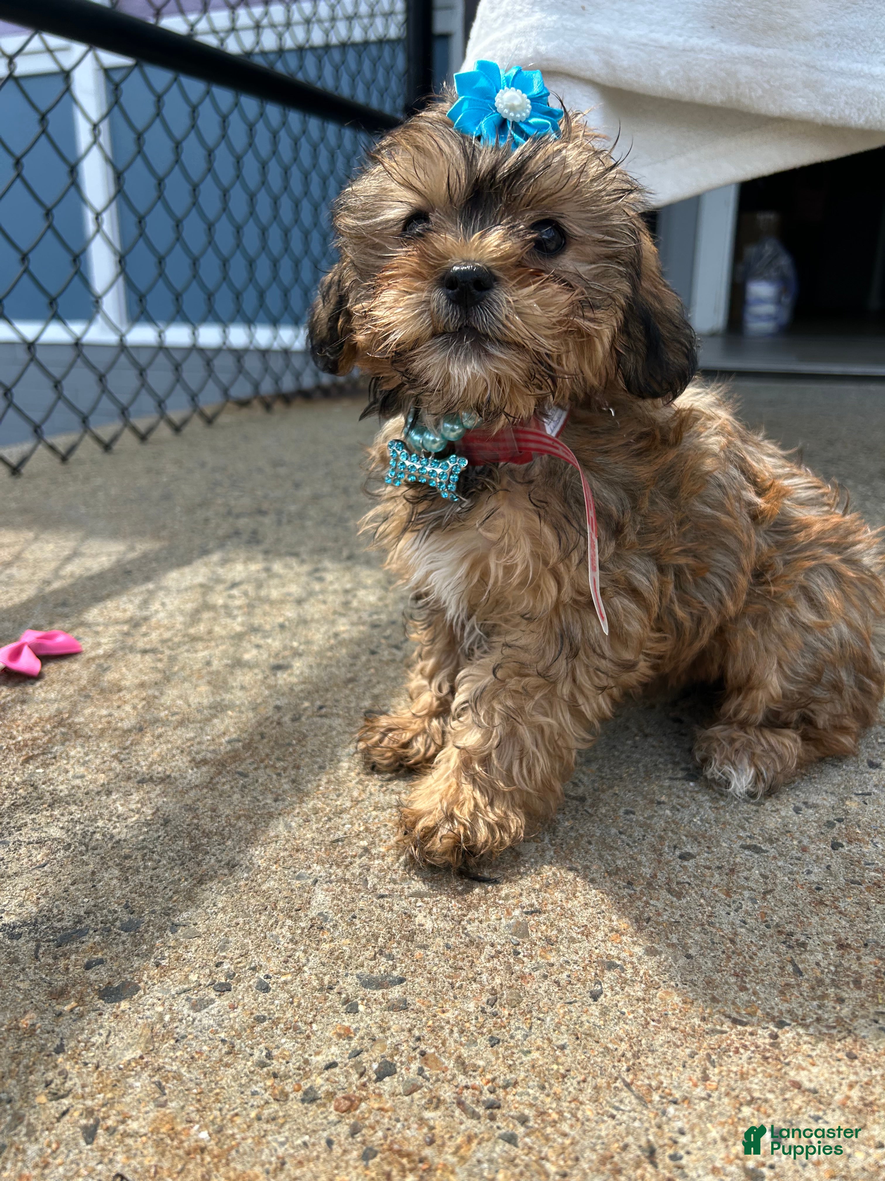 Shorkie dogs Shorkie Puppy 6 - Ad 26