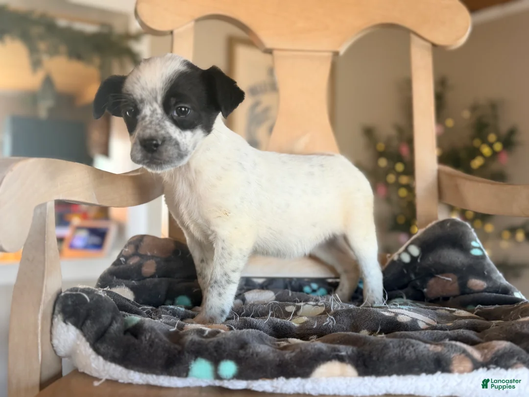 Mixed Breed dogs for sale: Noodle - Ad 2