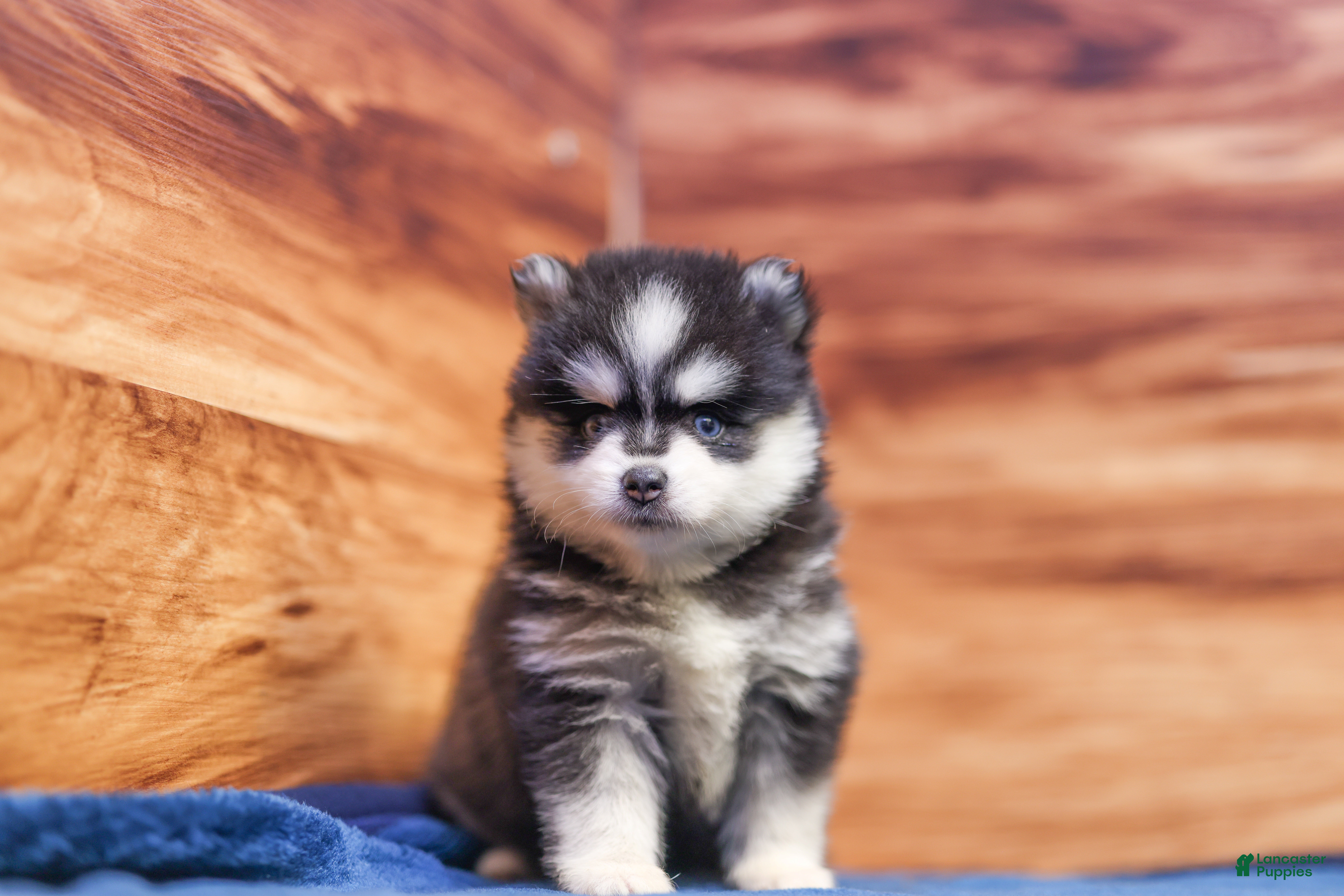 Pomsky dogs Diamond - Ad 1
