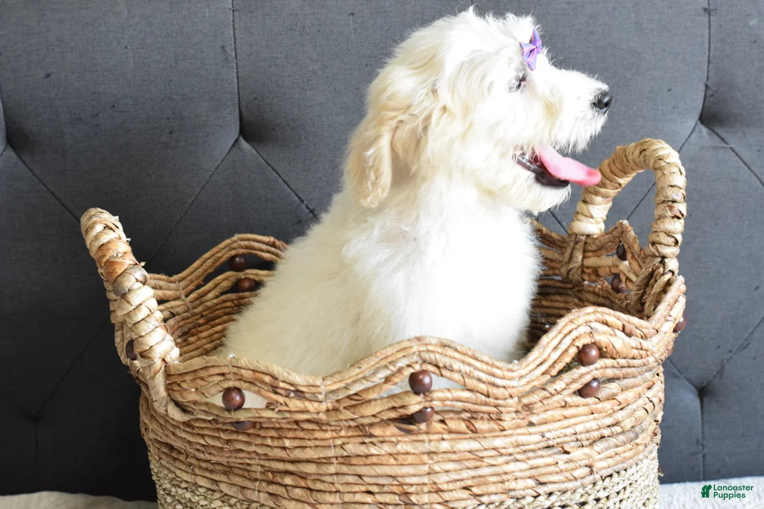 Goldendoodle dogs for sale: Goldendoodle Puppy 4 - Ad 2