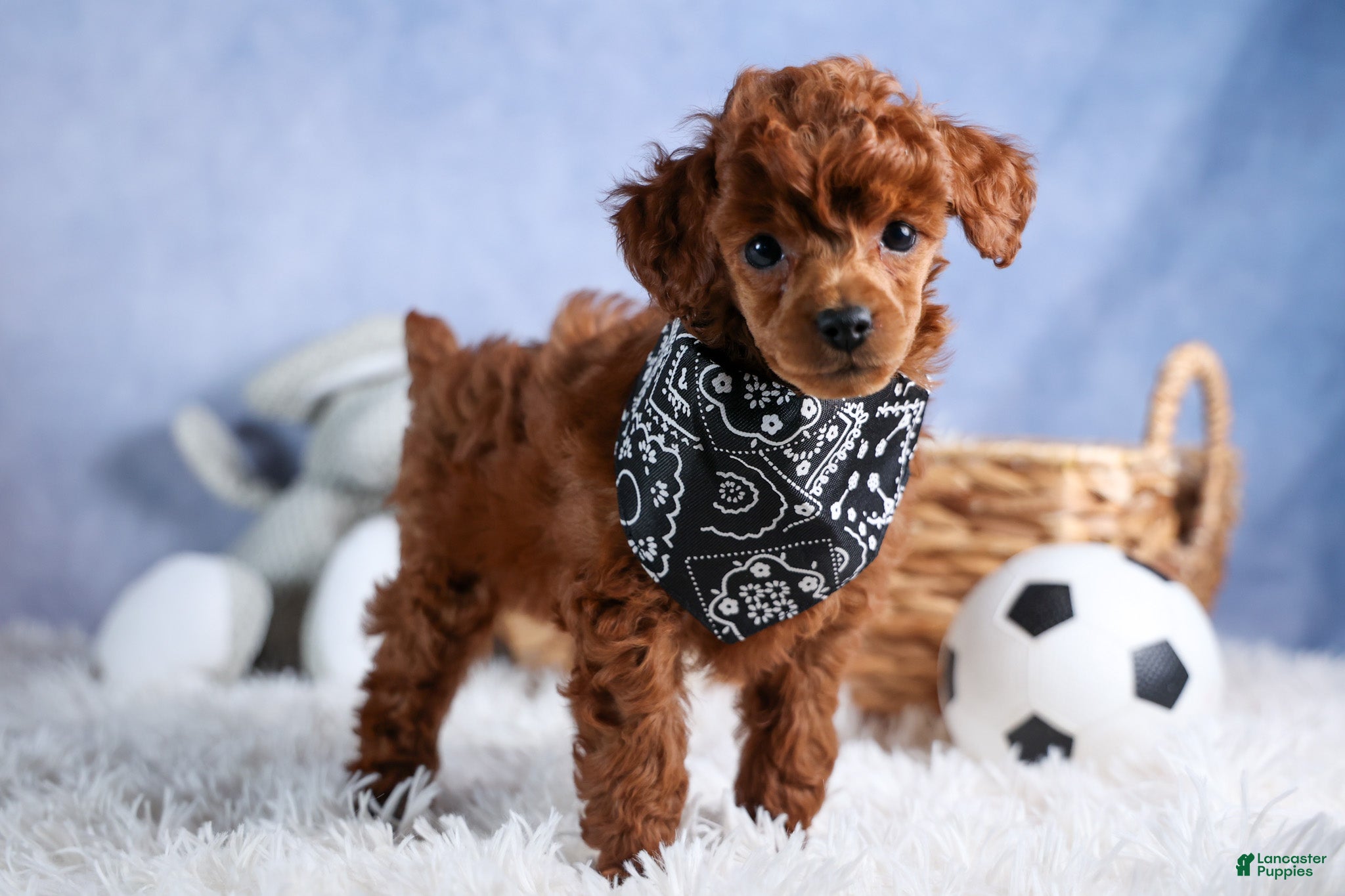 Toy Poodle dogs Tino - Ad 1