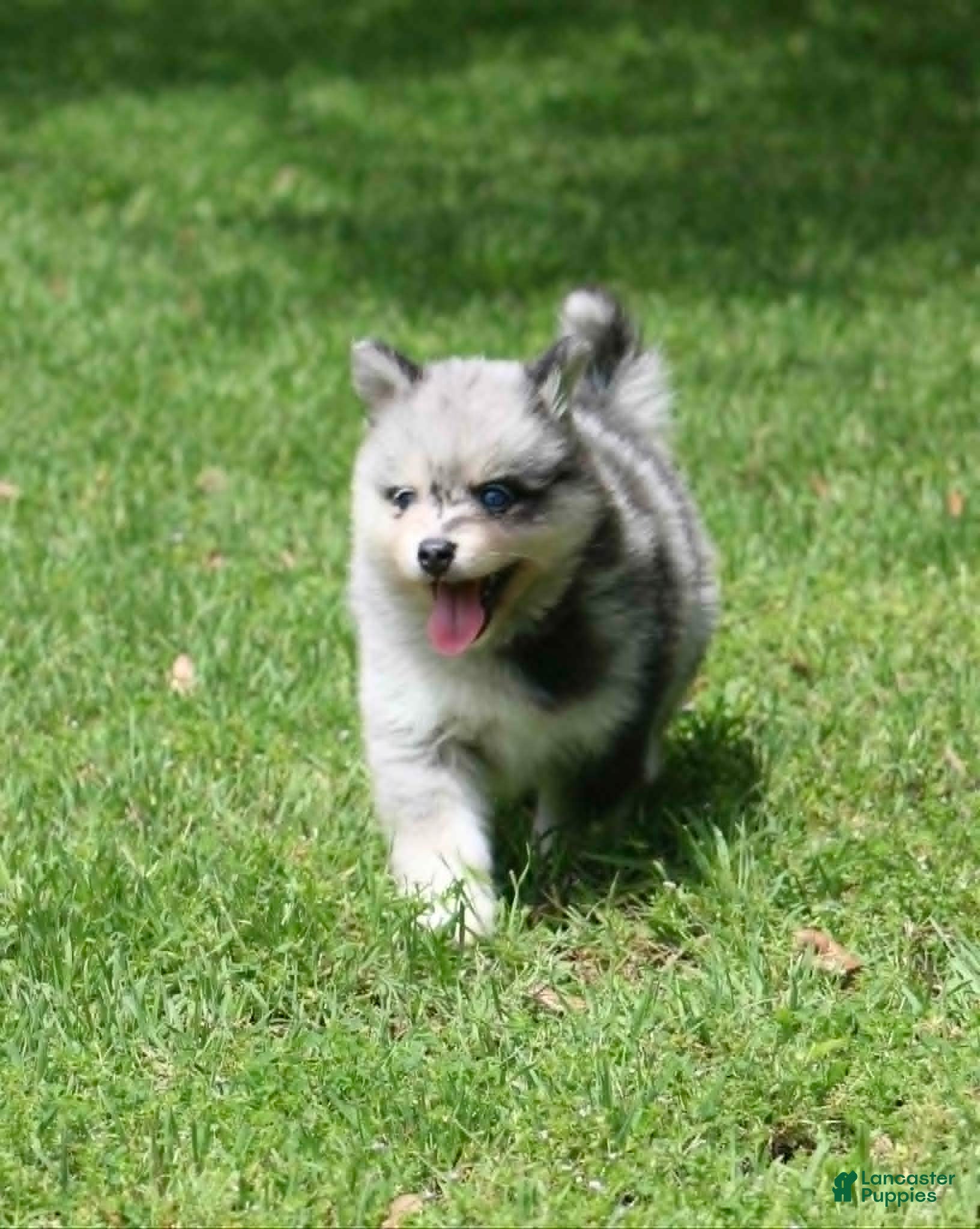 Pomsky dogs Daisy - Ad 2