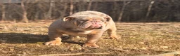 English Bulldog dogs for sale: Maple  - Ad 3