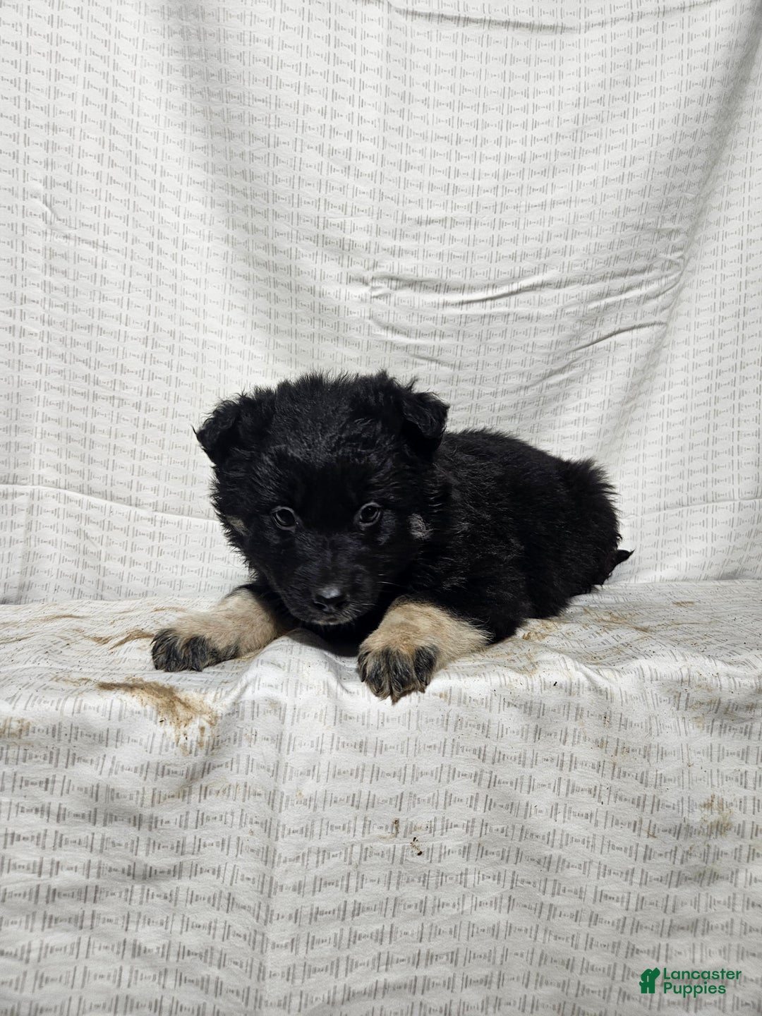 Mixed Breed dogs for sale: Carl - Ad 4