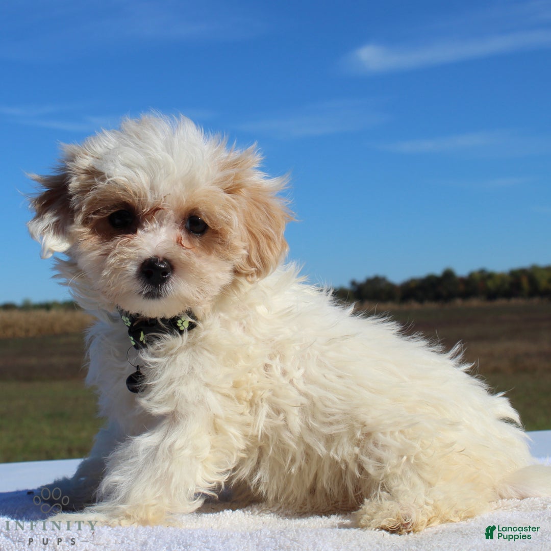 Maltipoo dogs for sale: Delilah - Ad 12