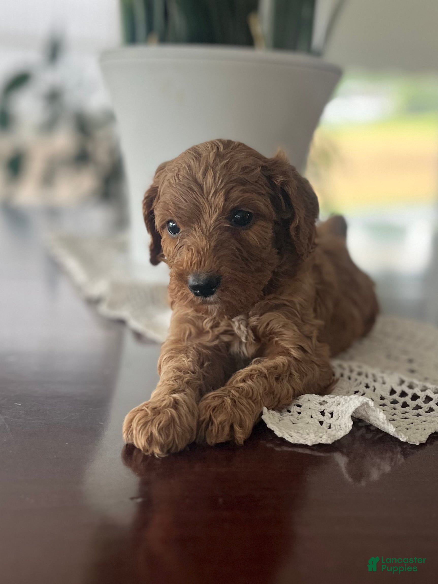 Cavapoo dogs Falcon💙 - Ad 2