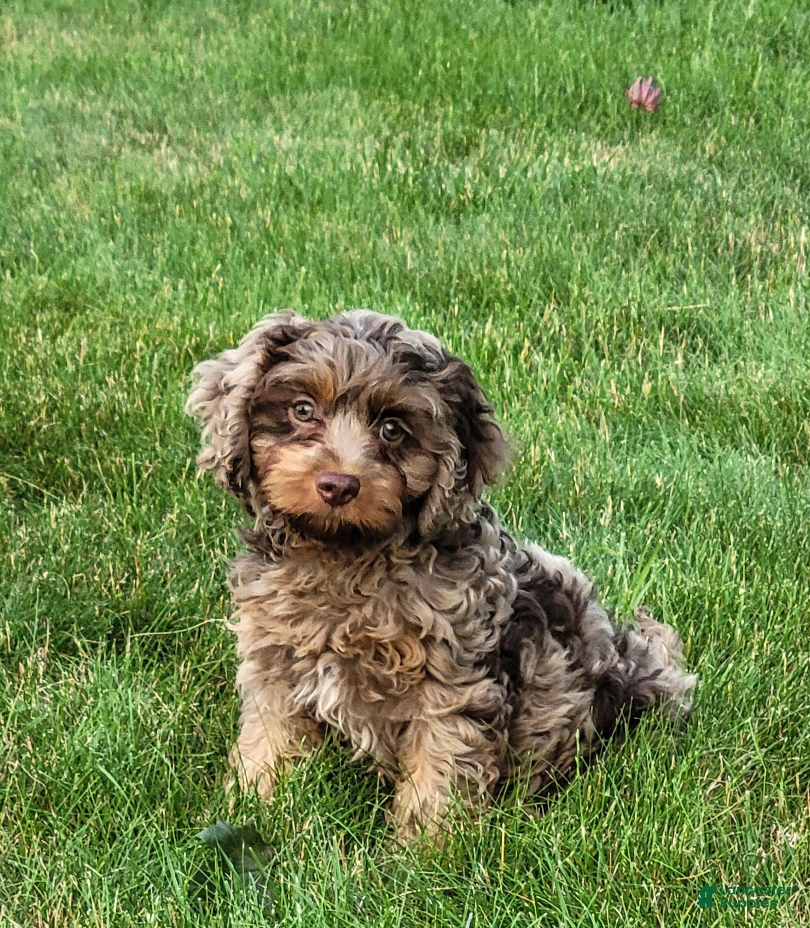 Cavapoo dogs for sale: Oliver2250 - Ad 1