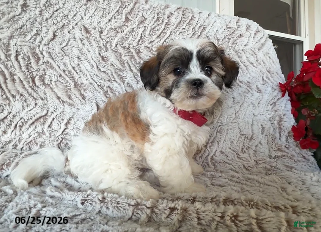 Teddy Bear dogs for sale: Owen - Ad 3