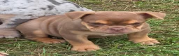 English Bulldog dogs for sale: Tinkabelle chocolate and tan  - Ad 3