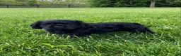 Cocker Spaniel dogs for sale: Avery - Ad 5