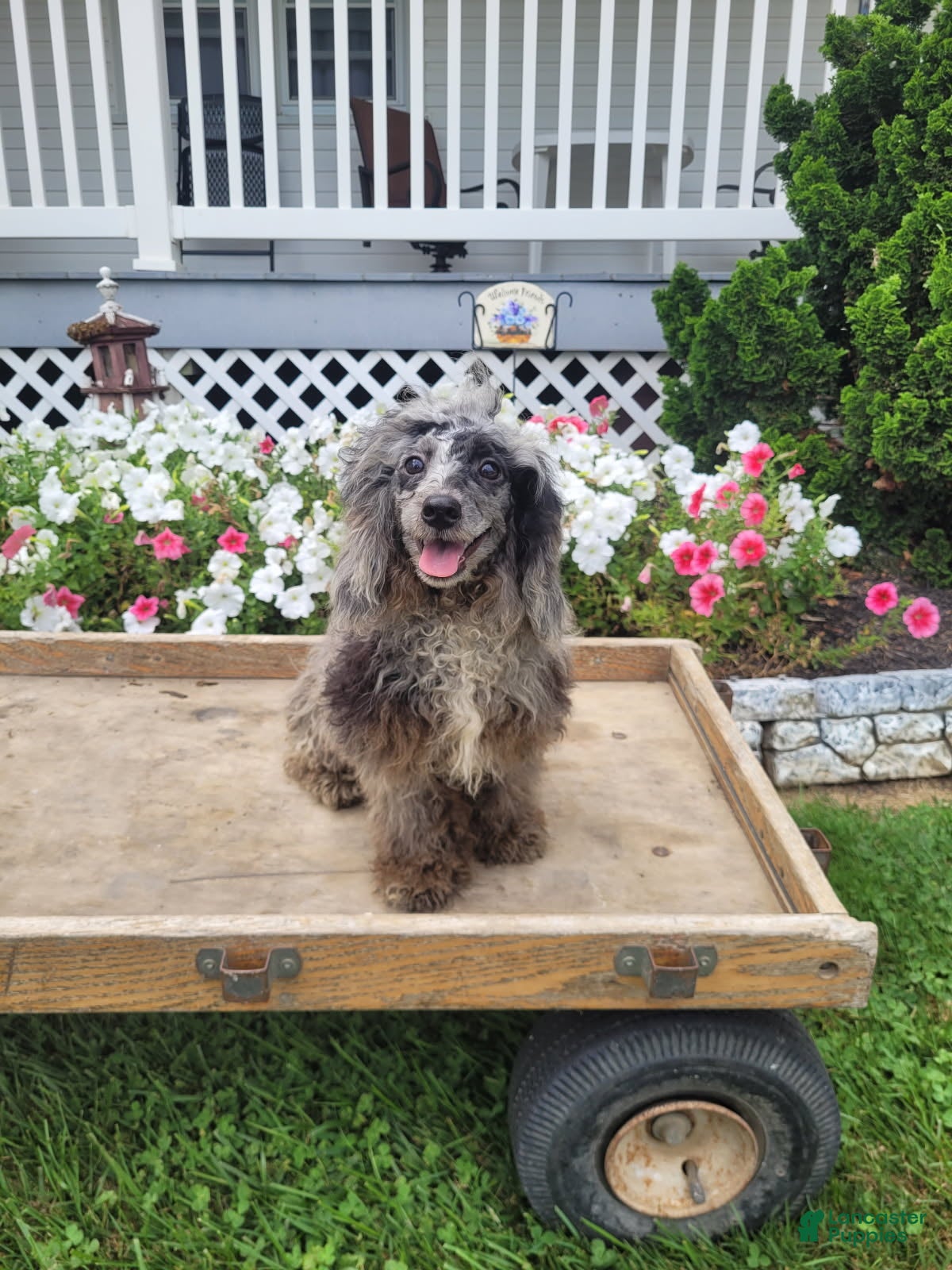 Miniature Poodle dogs Austin - Ad 1