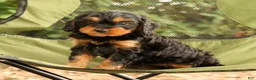 Cavapoo dogs for sale: Sasha - Ad 6