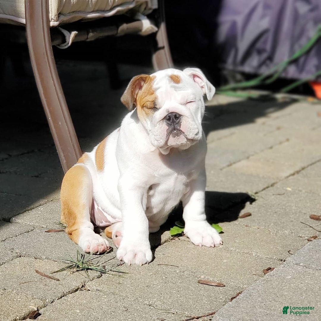 English Bulldog dogs for sale: English Bulldog 2 - Ad 3