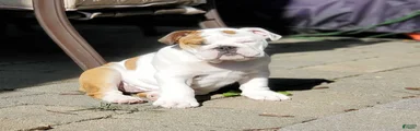 English Bulldog 2