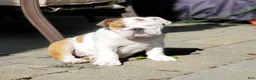 English Bulldog dogs for sale: English Bulldog 2 - Ad 1