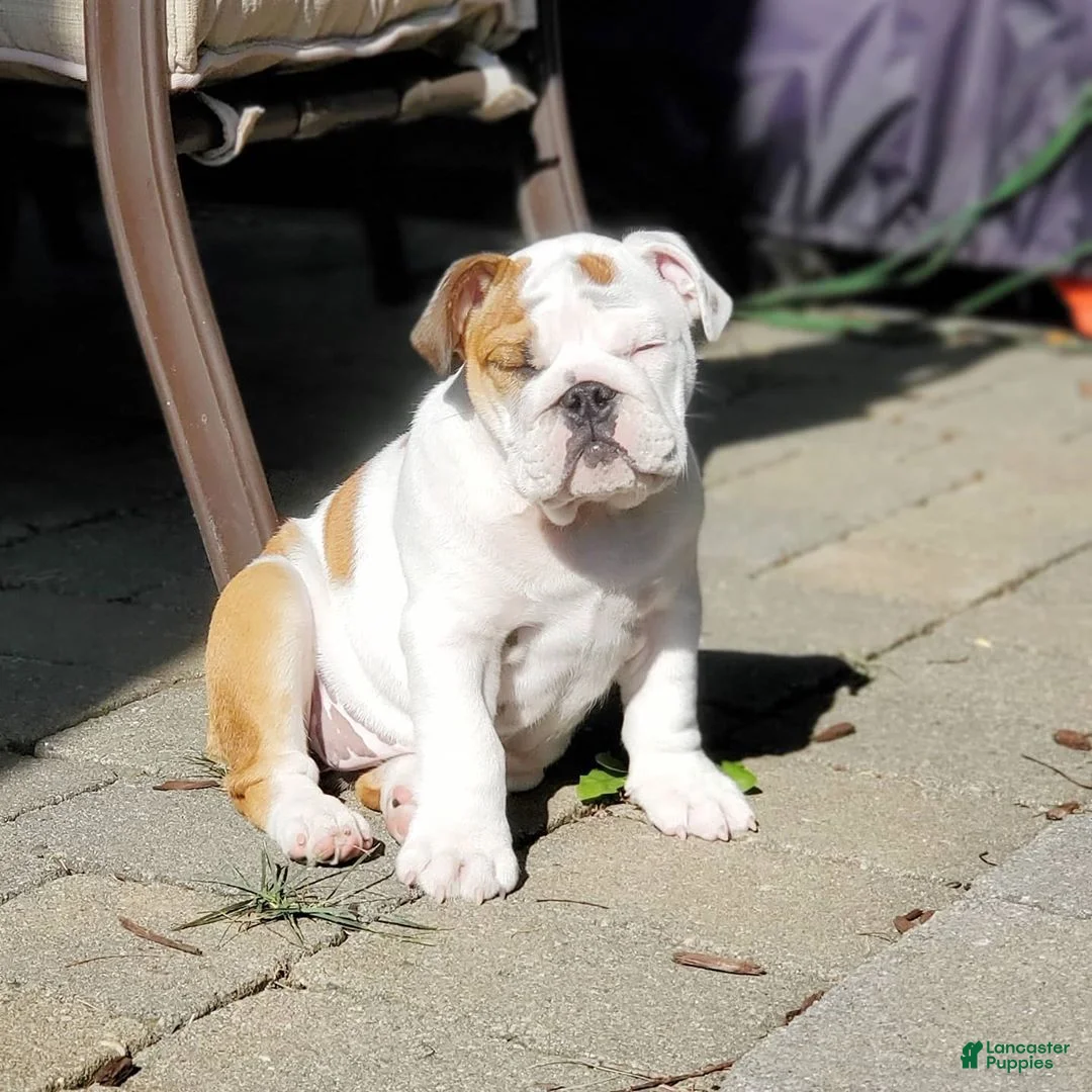English Bulldog dogs for sale: English Bulldog 2 - Ad 1
