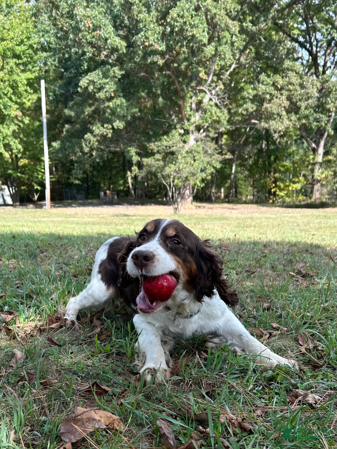 English Springer Spaniel Puppy for sale in Meadville Lancaster